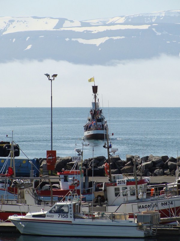 Whale watching in Husavik