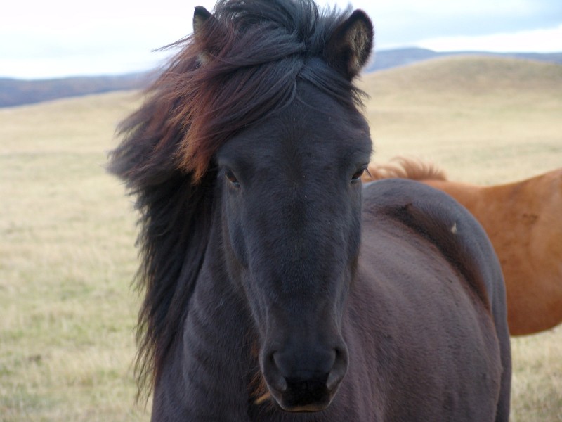 black_horse_01