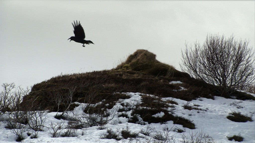Raven Corvus corax varius