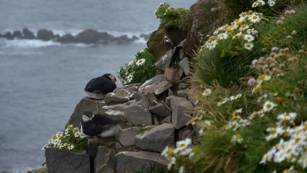 140713_3446_latrabjarg