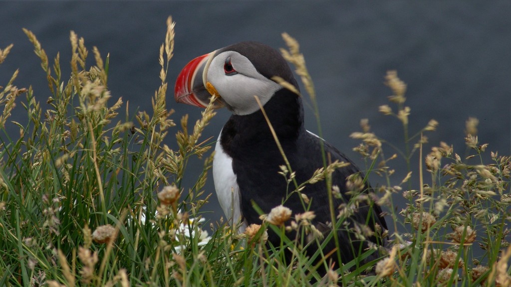 140713_3460_latrabjarg