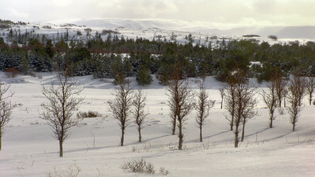 , Copyright © Ruslendingur,  Iceland, winter, Heiðmörk, trees; 