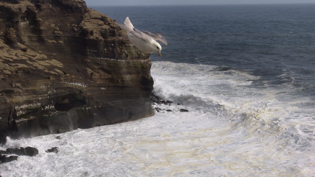 Iceland, ruslendingur, Haelsvik, seagull