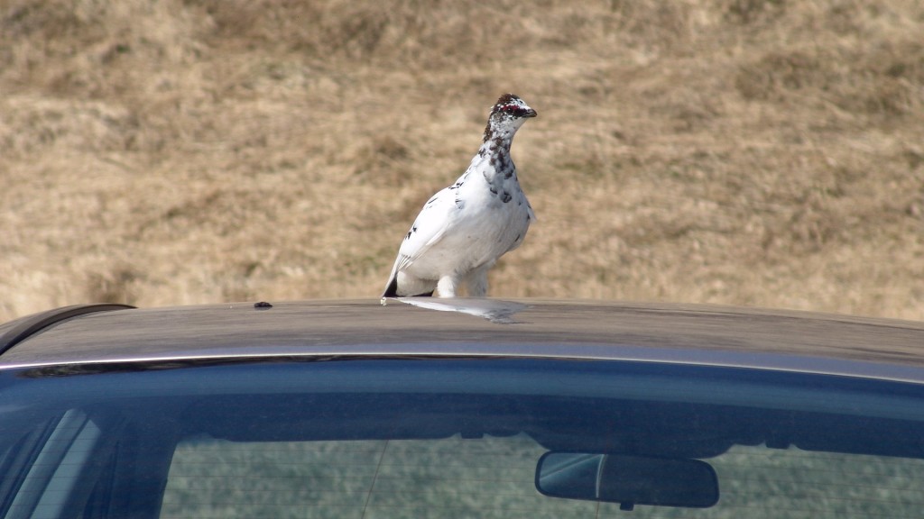 Белая куропатка (Lagopus) willow ptarmigan 