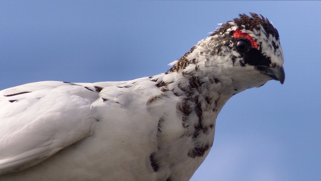 Белая куропатка (Lagopus) willow ptarmigan