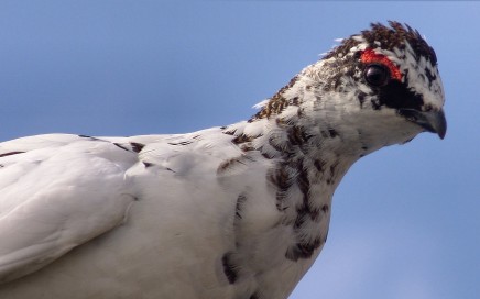 Белая куропатка (Lagopus)