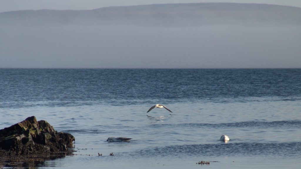 Grímsey