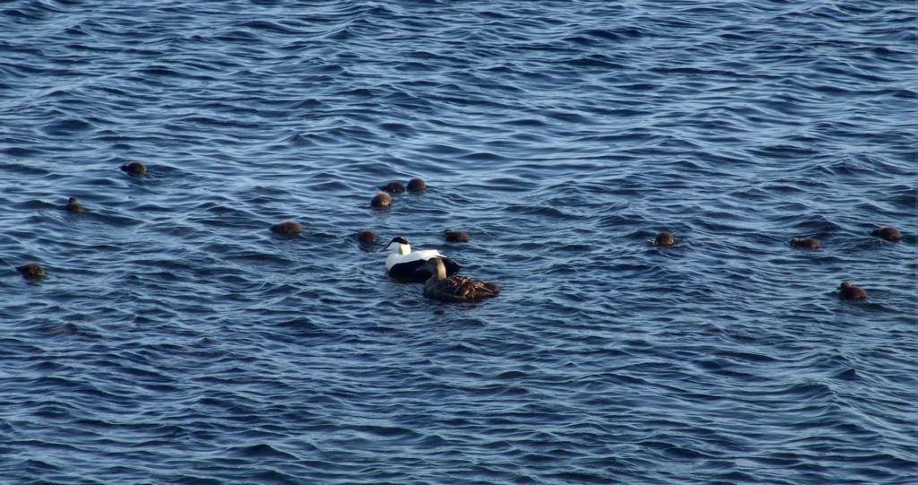 Grímsey