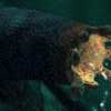�������� ������������� �����������  - Diver's death II
